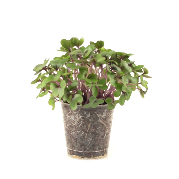 Červená kapusta semená na mikrozeleninu 25 kg